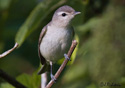 Vireo gilvus